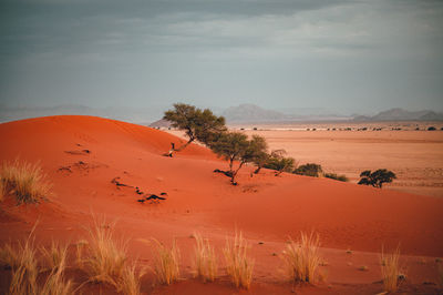 Scenic view of desert against sky