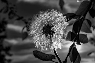Close-up of wilted dandelion flower