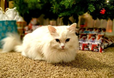 Portrait of ragdoll cat sitting on carpet at home