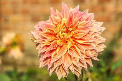 Close-up of orange dahlia