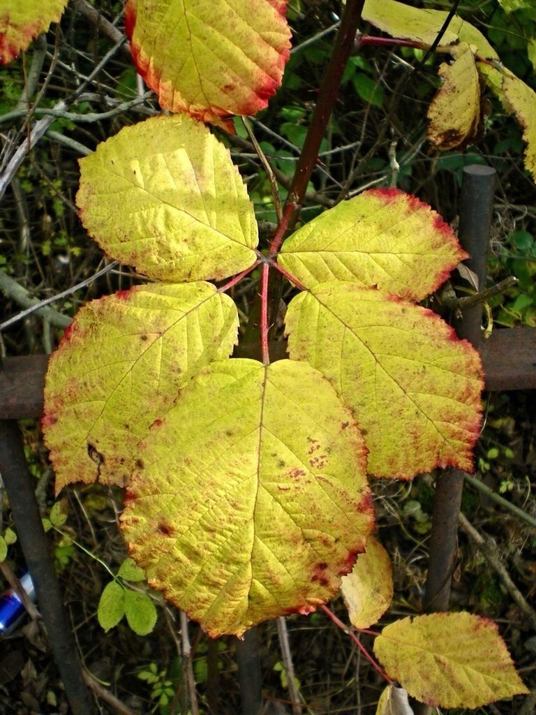 leaf, autumn, leaf vein, growth, change, green color, leaves, nature, close-up, plant, season, focus on foreground, beauty in nature, high angle view, day, tranquility, outdoors, no people, natural pattern, fragility