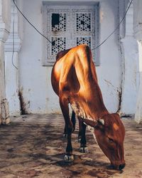 Brown cow indoors