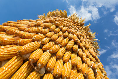 Low angle view of corn