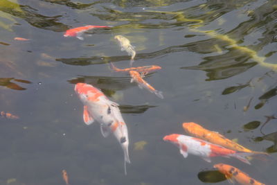 High angle view of koi fish in pond