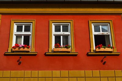 Red flowers on window