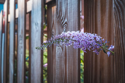 Close-up of purple flowering plant