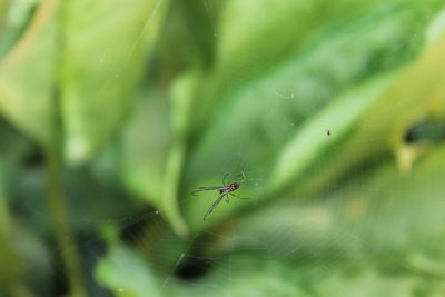 Close-up of spider on web