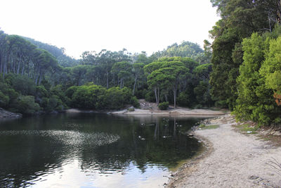 Scenic view of river in forest against sky