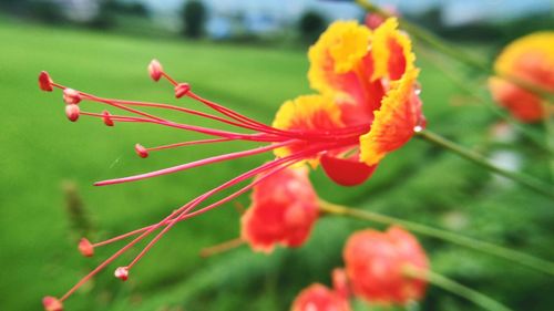 Close-up of red poppy flowers