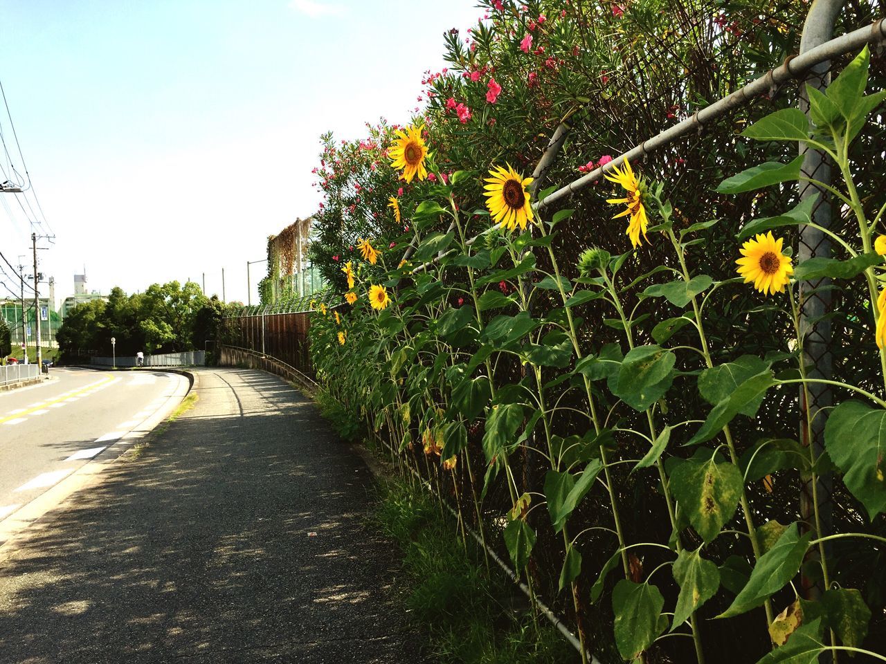 VIEW OF FLOWERS IN FIELD