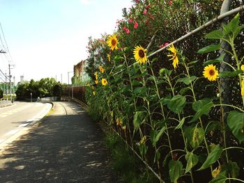 View of flowers growing on street