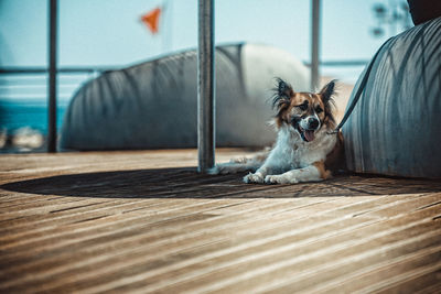 Portrait of dog relaxing on floor