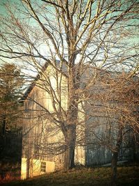Bare trees against the sky