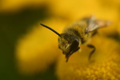 Close-up of insect on yellow flower