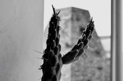 Close-up of hanging against sky