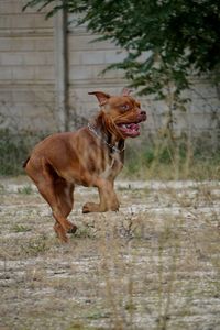 Dog running in a field