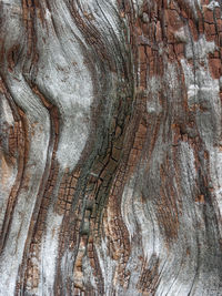 Full frame shot of tree trunk