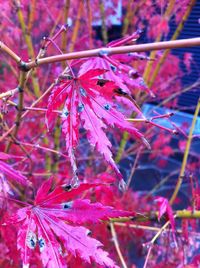 Close-up of red leaves