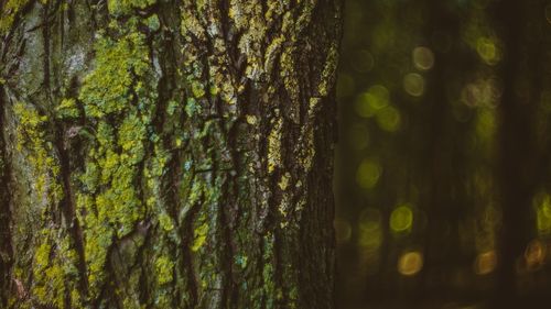 Close-up of tree trunk