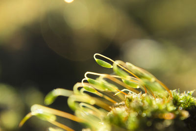 Close-up of leaves