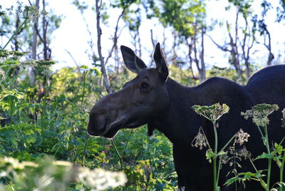 Moose amidst plants in forest