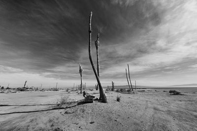 Dead trees at salton sea against sky