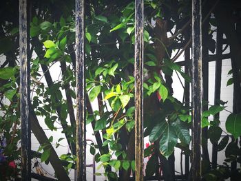 Close-up of fresh green plants