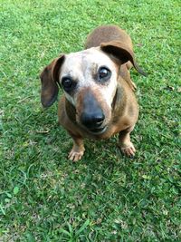 Close-up portrait of dog on grass