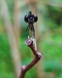 Close-up of insect on plant