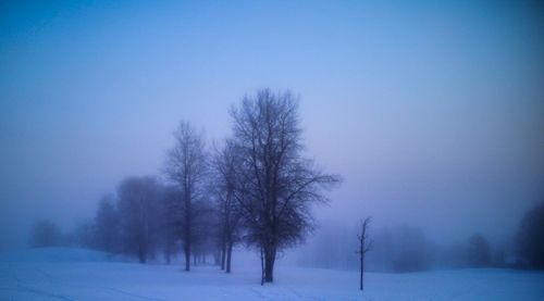 Bare trees on snow field against clear blue sky