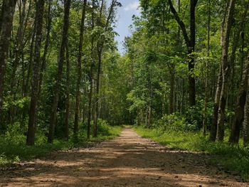 Dirt road amidst trees in forest