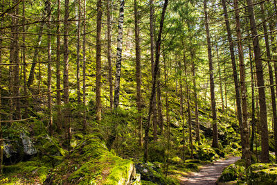 Scenic view of forest