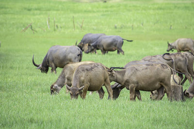 Sheep grazing in a field