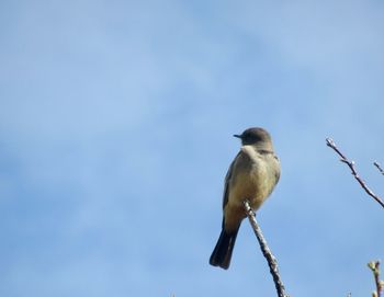 Low angle view of bird perching on branch against sky