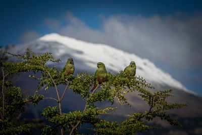 Low angle view of bird perching on tree