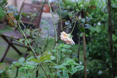 Close-up of flowering plant