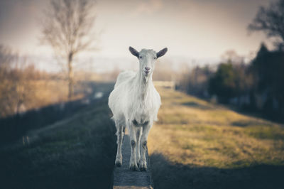 Portrait of white horse standing on field