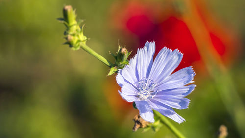 Close-up of insect on purple flowering plant