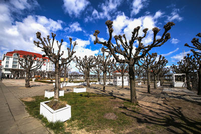 Trees against sky