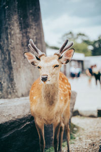 Portrait of deer standing in field