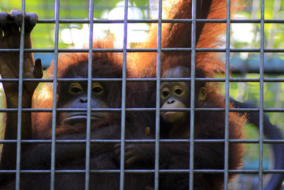 Borneo baby orangutan takes shelter in the arms of its mother at the wildlife rescue