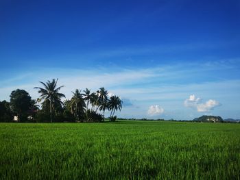 Scenic view of farm against sky