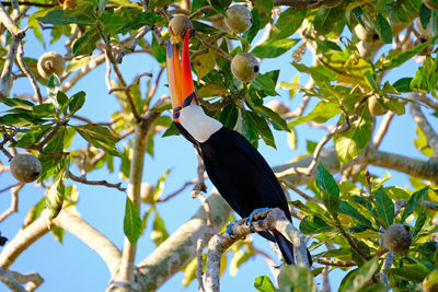 Low angle view of bird perching on tree