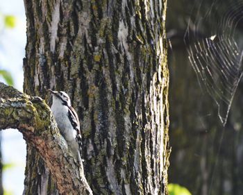 Close-up of bird perching on tree trunk