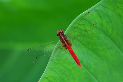 Close-up of insect on leaf