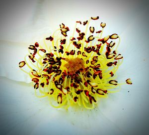 Close-up of flowers