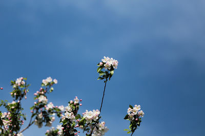 Low angle view of white flowers blooming against clear blue sky