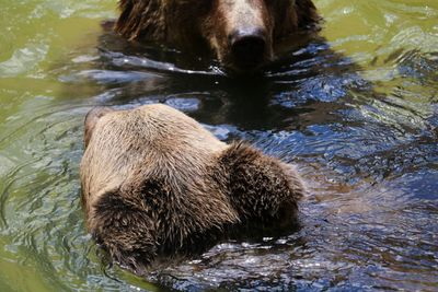 High angle view of brown bear swimming in lake