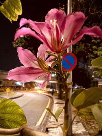 Close-up of pink flowering plant