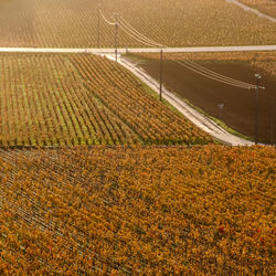 Scenic view of field